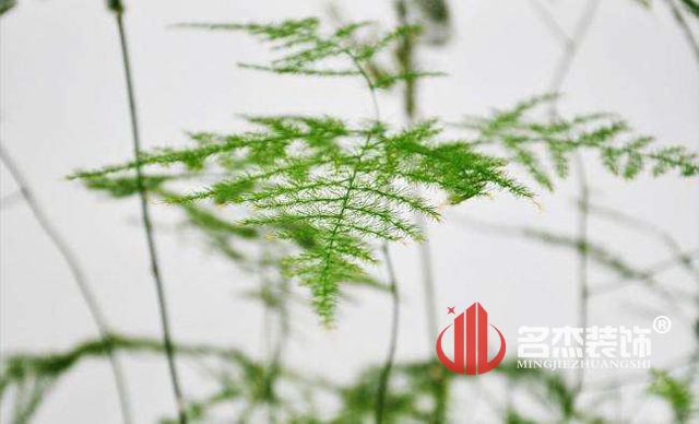 办公室蜜桃一区二区精品风水之绿植.jpg